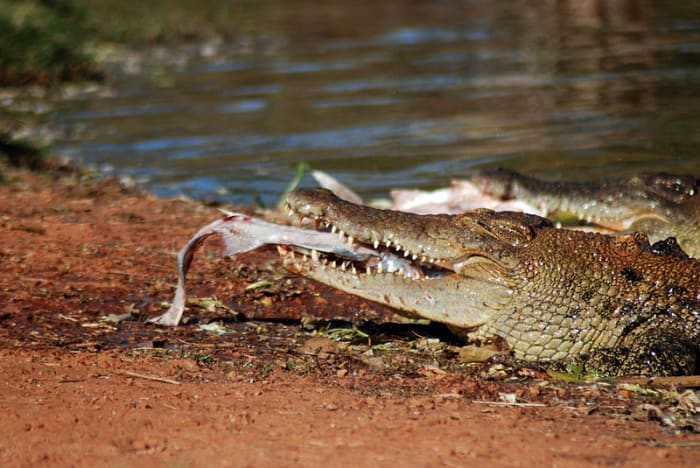 Saltwater Crocodile. With its aggressive nature, powerful bite and ability to camouflage itself for long periods, this croc is a fearsome predator. Humans don't usually feature on its menu, however, so it'll usually only attack them by mistake.
