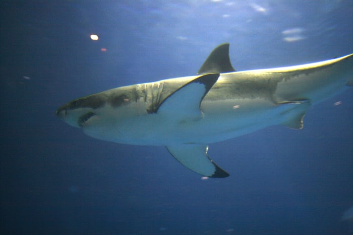 The great white shark was made famous by the movie, Jaws. These swimming killing machines are huge. They find humans too bony to eat, however, so only attack people when mistaking them for other prey.