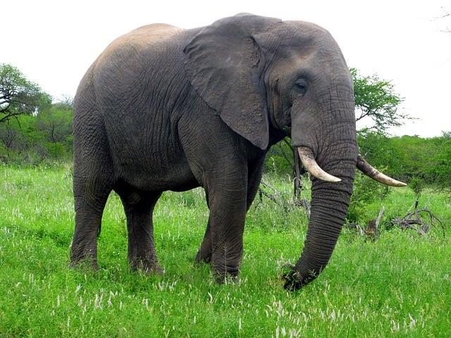 African Elephant. Elephants are so big and heavy that even a small temper tantrum can result in serious injury or even death.