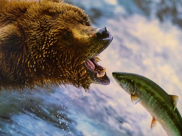 Grizzly Bear. These bears are larger than black bears and more aggressive. Their numbers have declined over time in North America, however, due to over-hunting and other human behavior.
