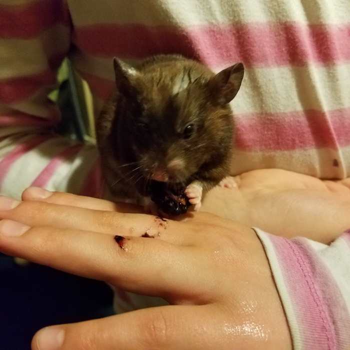 Elsa Piper Annabeth hamster loved eating sweet, juicy blackberries and running around playgrounds we set up for her.