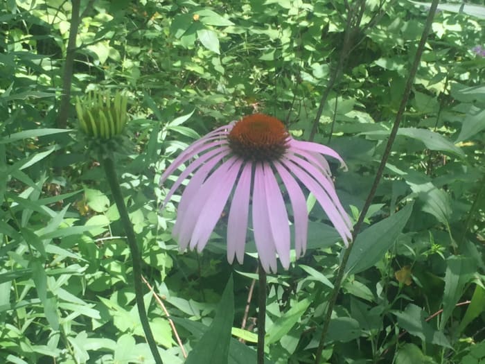 Echinacea is also called purple coneflower because the drooping leaves and prominent seed head form a cone.