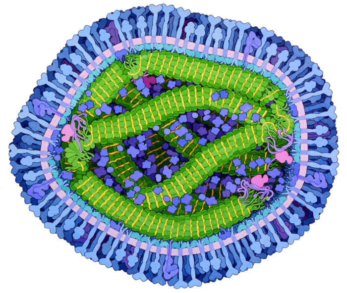 Representation of the measles virus (Light magenta lipid envelope studded with blue proteins, yellow RNA helix in the middle protected by green nucleoproteins)