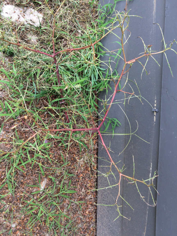 Insects and birds beat you to it! Leaves will actually grow back, but plant will likely be over developed before you can harvest again.