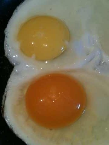 The egg on the top is a conventional egg. The one on the bottom is a pastured egg. Notice the deep colored yolk!