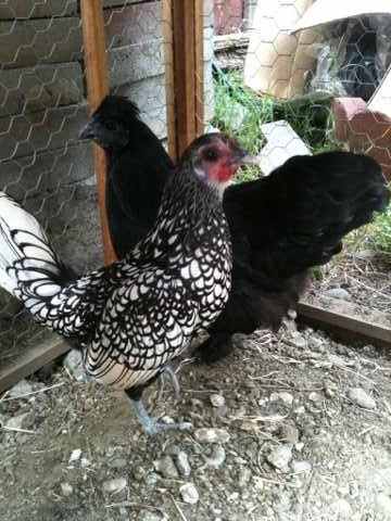 These are my free range chickens...they produce smaller, but more flavorful and nutritious eggs EVERY DAY!
