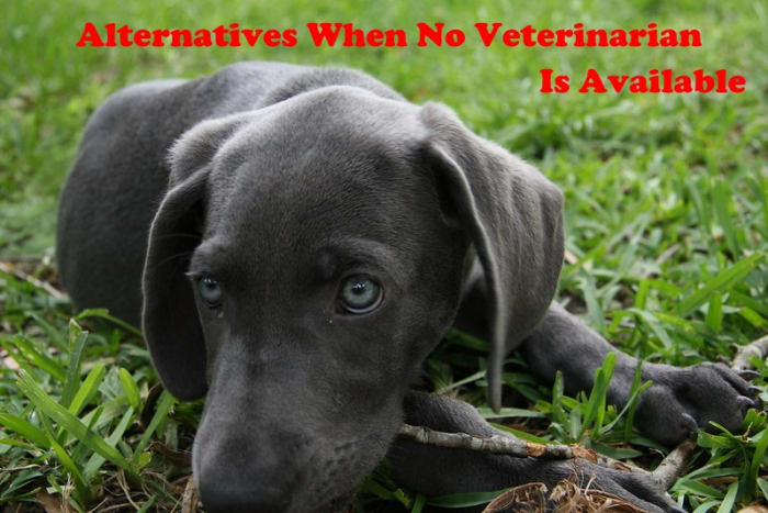 If no emergency vet is available to help your sick dog there are options available.