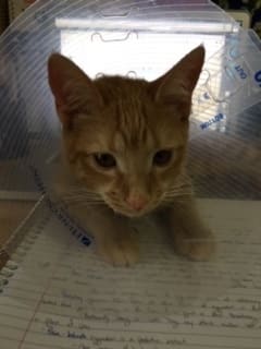 I can work on my classes whenever I want to with my online program. Even if little Artemis doesn't want to share my attention.