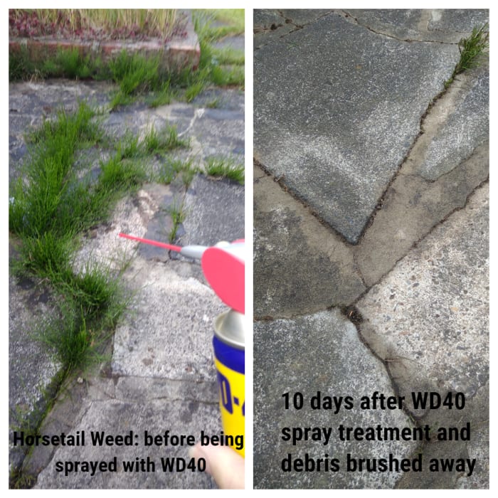 Part of my Patio before spraying with WD40, and then 10 days later after brushing away the debris. An impressive start, although a small piece of the horsetail weed remains (top right). The real test will be if this invasive weed re-appears.