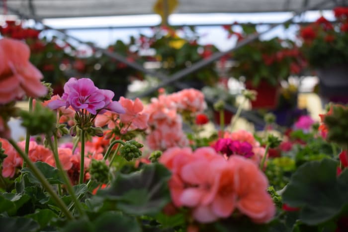 Did you know that geraniums could be used in baked goods, teas, and can treat headaches and stomach problems, according to FlowerInfo.org?