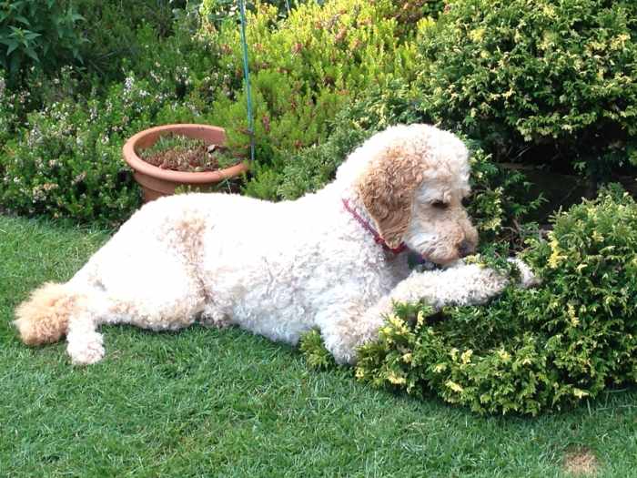 This article will break down the "Chelsea Chop", a pruning technique designed to extend the flowering season of perennials.