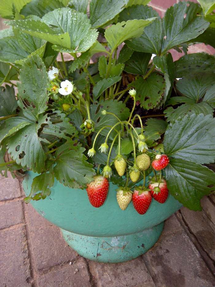 How to Grow Strawberries Using Plastic Bottles Dengarden