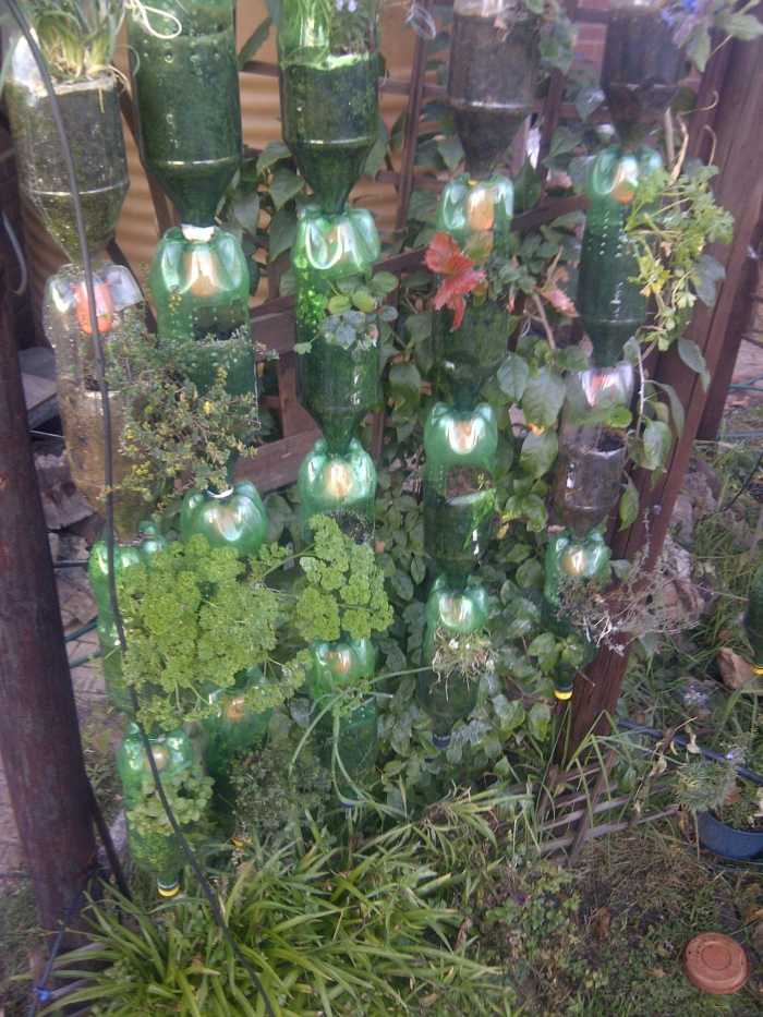 Herbs flourish in the hanging plastic bottle garden. This photo was taken in the second season of growing.