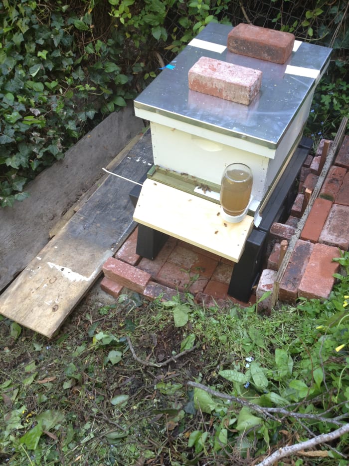 Our spot for my hive. We live on a creek, so we had to secure a safe spot that kept the bees away from the kids, but also had sun.