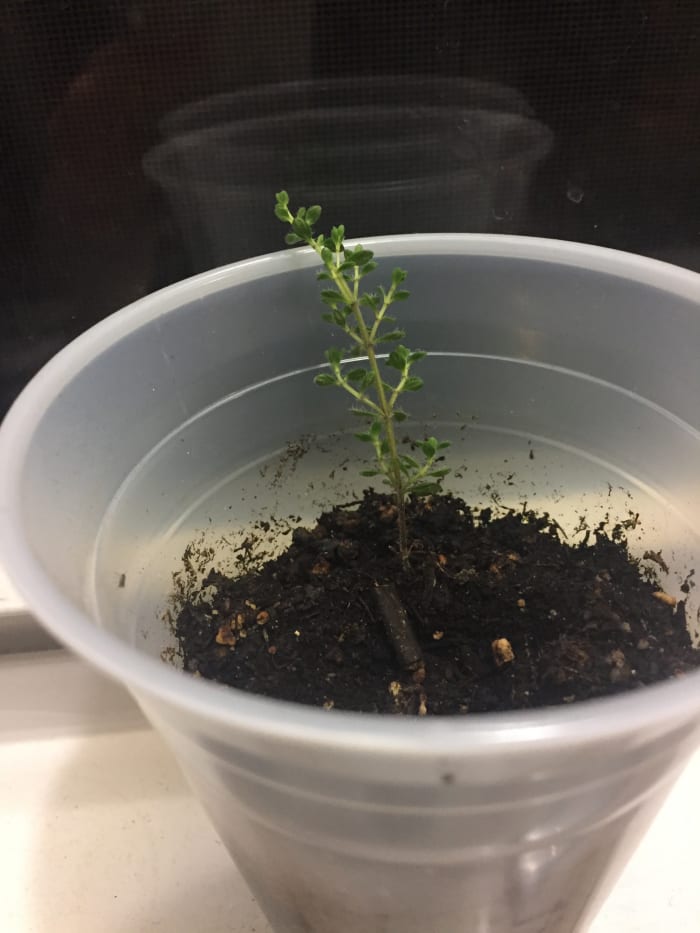 A cutting of creeping thyme on my windowsill that has successfully taken root. Once it is bigger and stronger, I will harden it off and transplant it outdoors.
