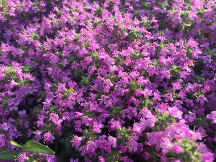 "Purple Carpet" creeping thyme is a beautiful, colorful alternative to grass.