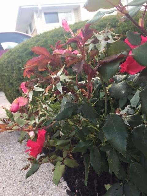 Some red growth on roses is normal. If the red growth develops misshapen leaves and blooms, it is likely rose rosette disease, and you will need to replace the plant.