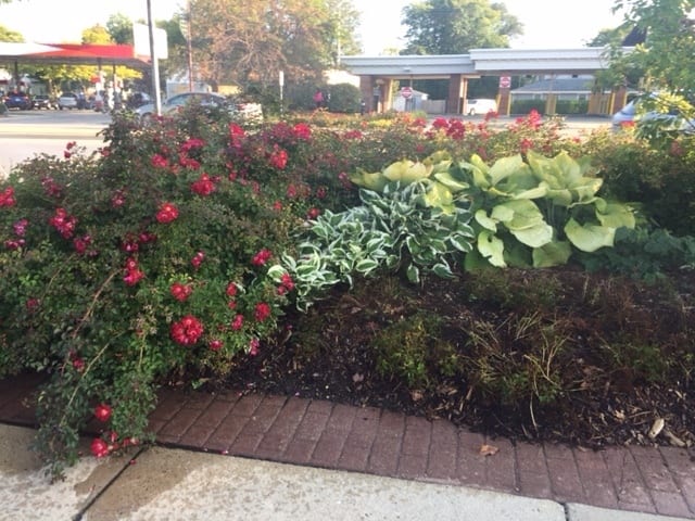 Knock Outs look excellent when paired with evergreens and dependable perennials, such as hostas, as shown here.