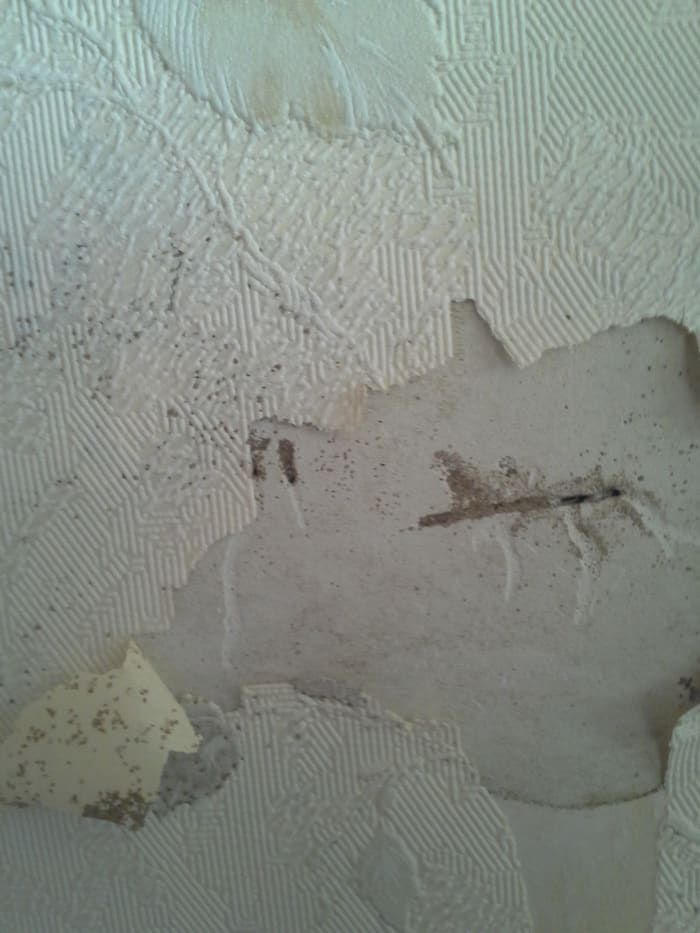 Drywall can hide termite tubes. This was the only obvious sign of tubes on the inside main floor of a two story house with basement. A closer look revealed extensive wood damage to floor joists & the sill plate that supports the weight of the house.