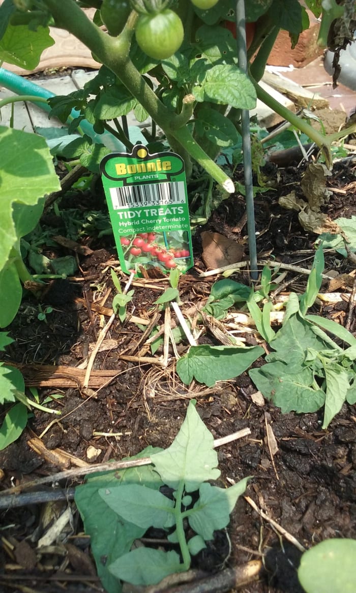 The leaves and stalks of emerging weed are cut right above ground level. Also, a few tomato leaves are trimmed. All these clippings drop to surround the plant and to decompose into nutrients in no-till home gardening.
