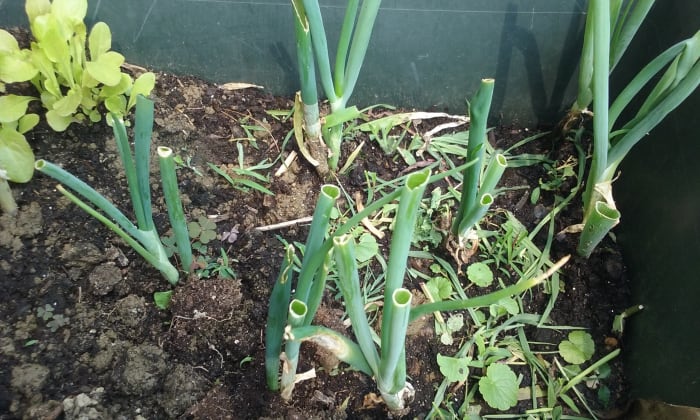 In the no-till method, emerging weeds are snipped and left to decompose at the base of the plant to fertilize it. The remaining weed root also dies, decomposes, and fertilizes the plants.
