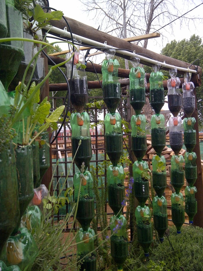 Here is my hanging garden on the left after one year, and most herbs are flourishing, and the bottles on the right is planted with beans and tomatoes. As we can see on the photo, the beans have just germinated and are growing well.