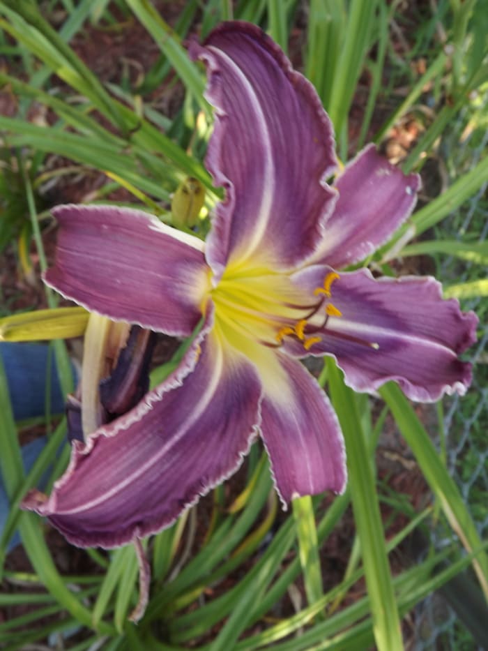 This daylily is what is known as a spider. Most spider daylilies have thinner petals yet. They are popular with collectors.