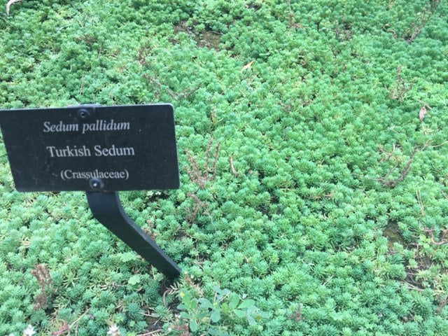 Turkish Sedum, or Sedum Pallidum, is a common ground cover used in rock gardens or Japanese gardens.