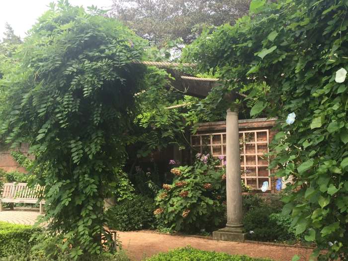 A Kentucky Wisteria variety grows over an arbor in the English Walled Gardens at the Chicago Botanic Gardens. This photo was taken in late August, when blooming has finished for the season.