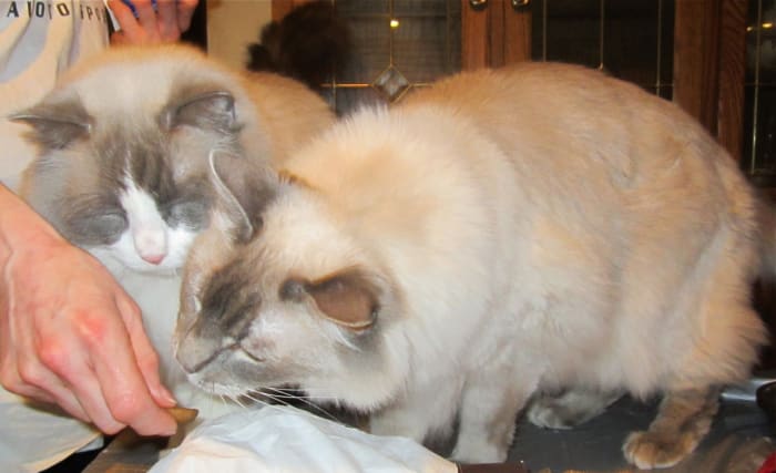 Feline distemper may be found in cats that live in close proximity. Nevin and Benny have both been vaccinated against distemper.