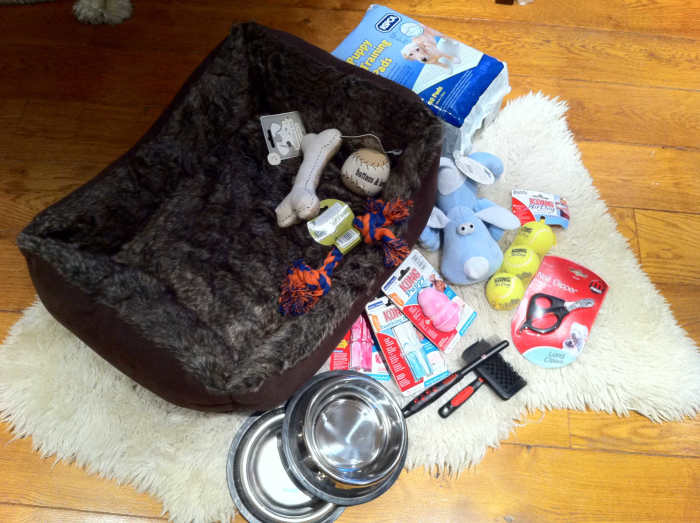 MustHave Supplies for a Puppy PetHelpful
