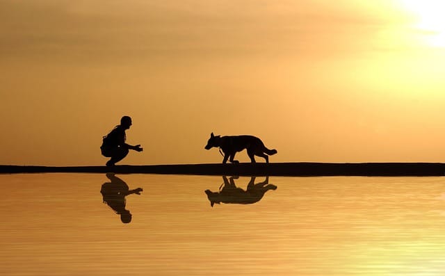 Deaf dogs can "hear"—with their eyes!