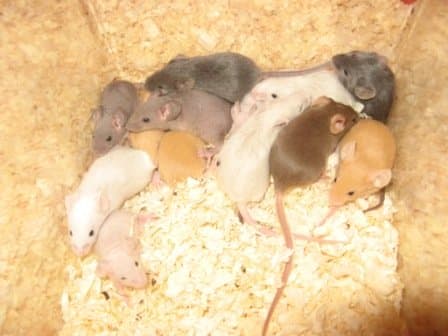 Incontinence and a strong ammonia smell has been bred into fancy mice but a drop of vanilla in the male's water bottle can reduce this odor.