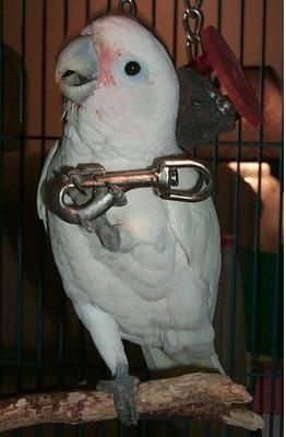 Parrots are a lifelong commitment. Some species can live past 100 years and they require hours of daily attention in order not to become devious biters.