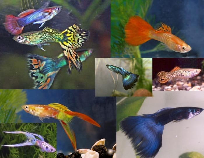 Guppies are a popular freshwater fish that come in hundreds of colors and even can be seen with different tail shapes.