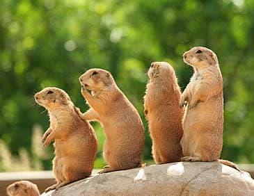 Most prairie dogs sold in the pet market are harvested as babies from wild populations - perhaps this is why so many defy domestication.