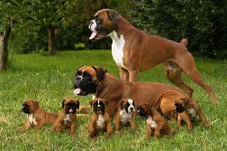 Mommy boxer and puppies