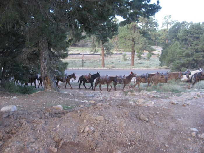 Saddle mules at the Grand Canyon rim - note the breeching (but no breast collar...we were only going downhill that day).