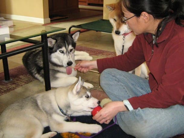 Reward training is less risky, more effective, has long-term results, and builds a strong bond with your dogs.