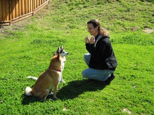Reward-based dog discipline is safer because there is little danger for your dog to become fearful, aggressive, or stressed.