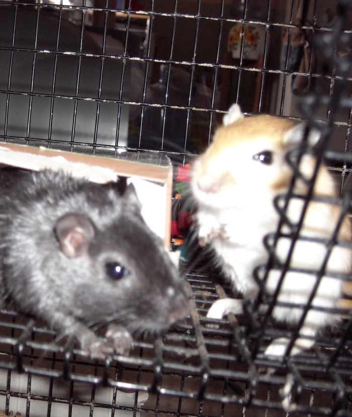 Our gerbils, Honey and Midnight, Honey is shy, but she's a sweetheart. Midnight is feisty but loving.