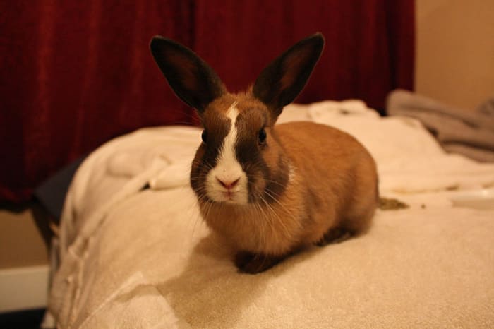 A well-adjusted house rabbit makes a quiet, amiable pet that's perfect for older adults or busy professionals.