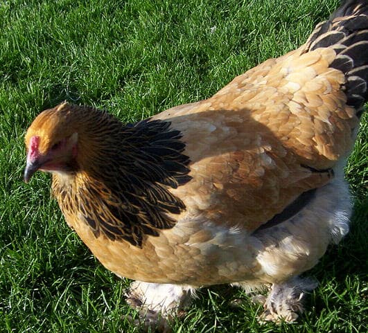 Everything You Want to Know About Light Brahma Chickens - PetHelpful