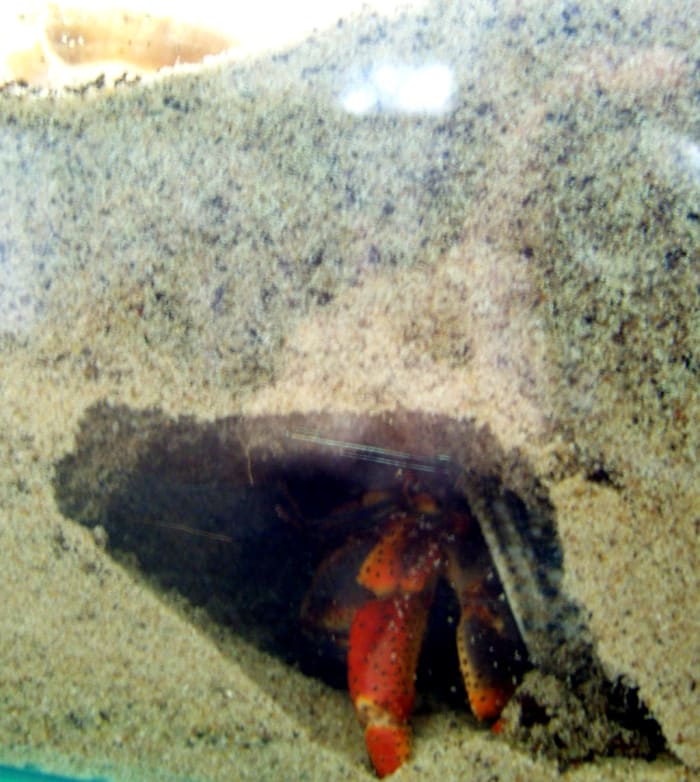 Hermit crabs enjoy digging and must do so to survive. Be sure to provide enough moist sand for digging.