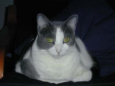 Update: Alas, Samhain's travelling days are over. She passed away at age 18 on May 31, 2014, still the queen of the roost.