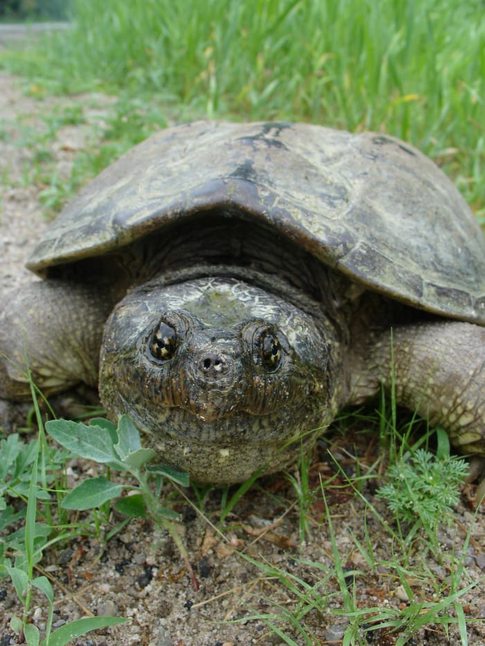 You can feed snapping turtles meat, and they will be happy. Especially if it wiggles a little first.