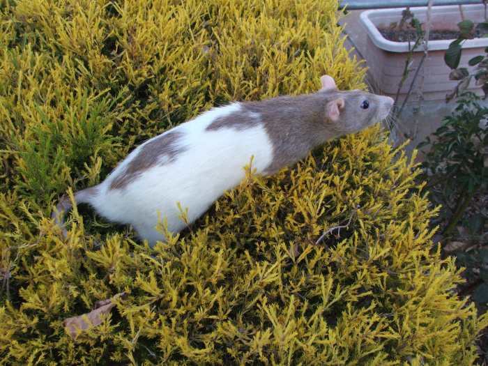 Rats and Their Types, Colors, and Patterns PetHelpful By fellow