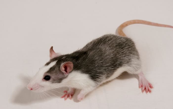 A very striking blazed husky rat. This husky rat is young so it has not yet lost its blaze, but the next picture in this hubt is probably the same rat at a later age!