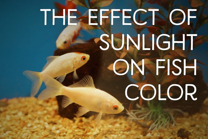 Les poissons rouges ont un pigment dans leur peau qui réagit à la lumière.