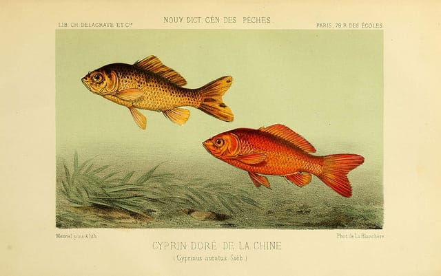 Orange goldfish (Carassius auratus) foram de facto criados para a cor. Originalmente, eram um verde azeitona como o peixe mostrado à esquerda.